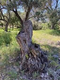 The Olive Harvest, – Ours Anyway