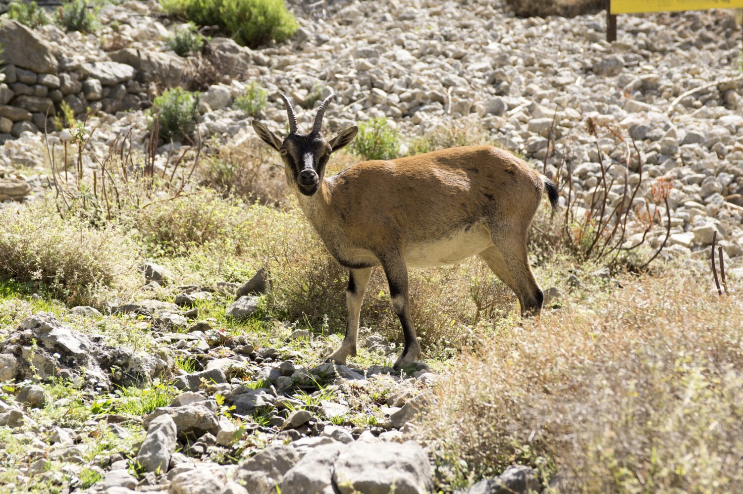 Cretan goat or ibex