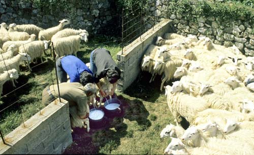milking sheep