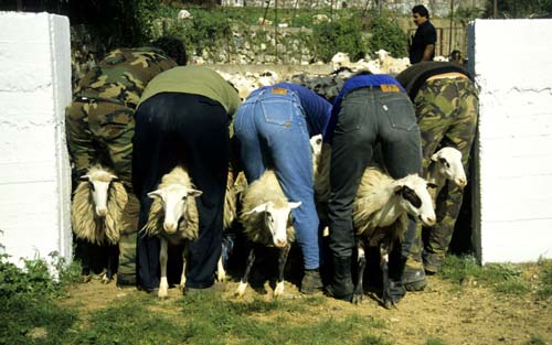 milking five sheep