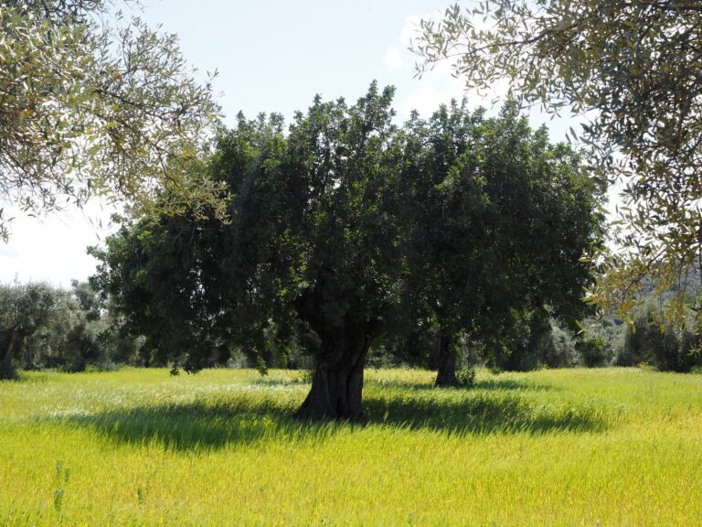 The Wonderful Old Olive Tree